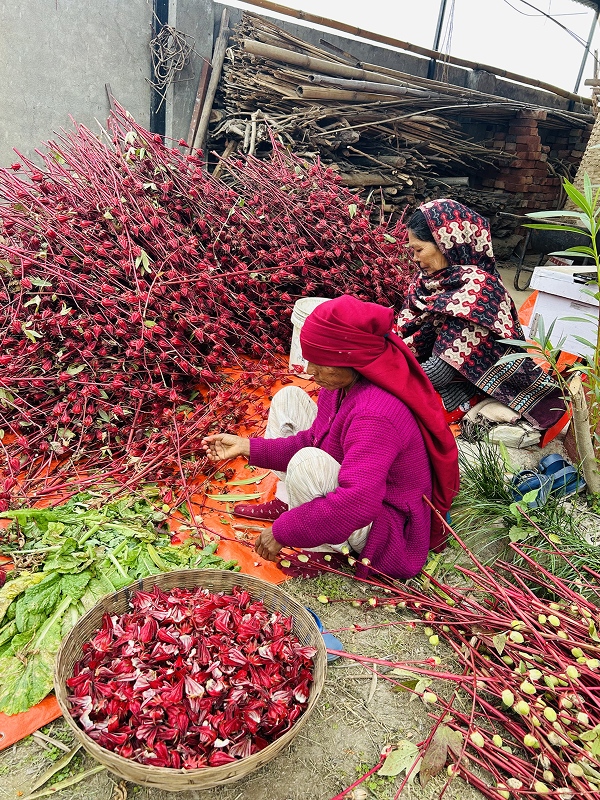 Hand-picking rosella calyces in Nepal