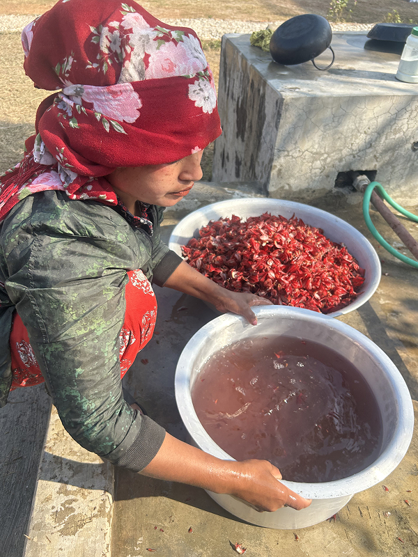 Rosella calyces being hand-washed in clean water