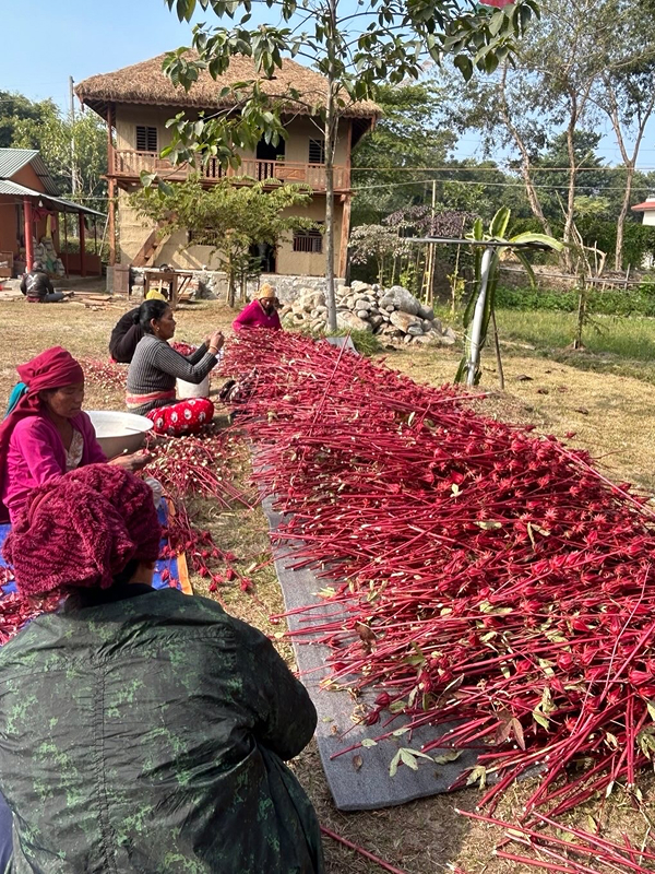 Freshly harvested rosella flowers ready for processing