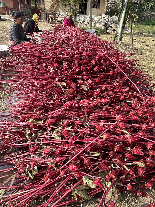 Fresh rosella harvest