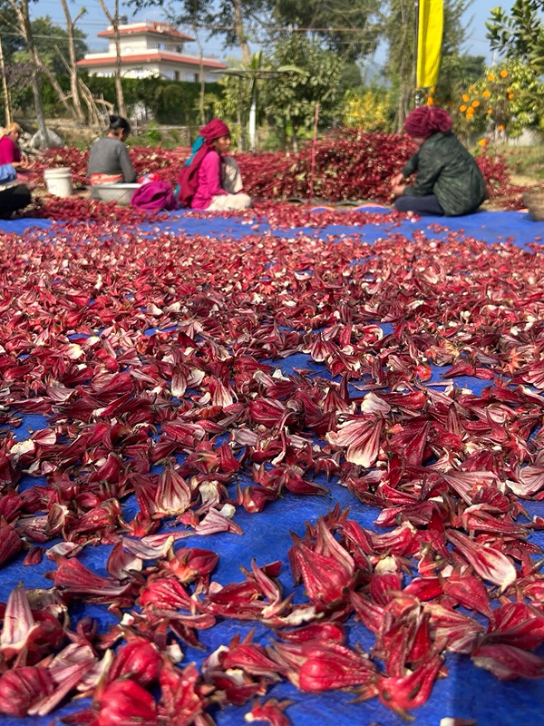 Rosella drying naturally under the sun